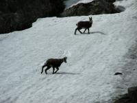 Słowacja - Jagnięcy Szczyt - a przed chwilą jeszcze radośnie hasały po śniegu