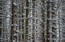 piękny, gęsty las zasypany śniegiem